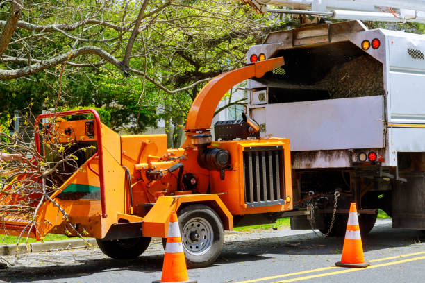 Best Hazardous Tree Removal  in Allen, TX